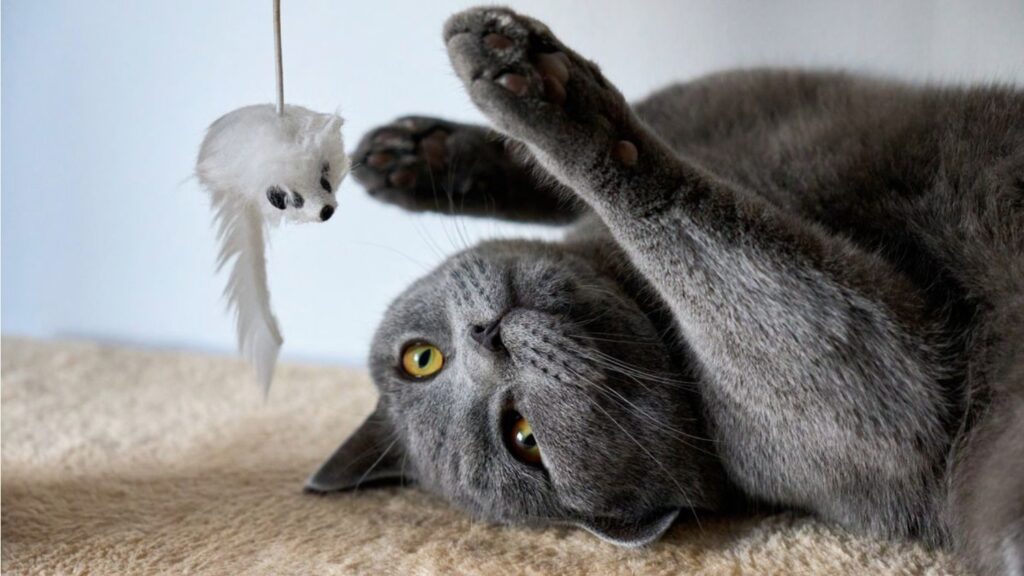 Grey cat playing with a toy mouse to reduce stress and support calming behavior.