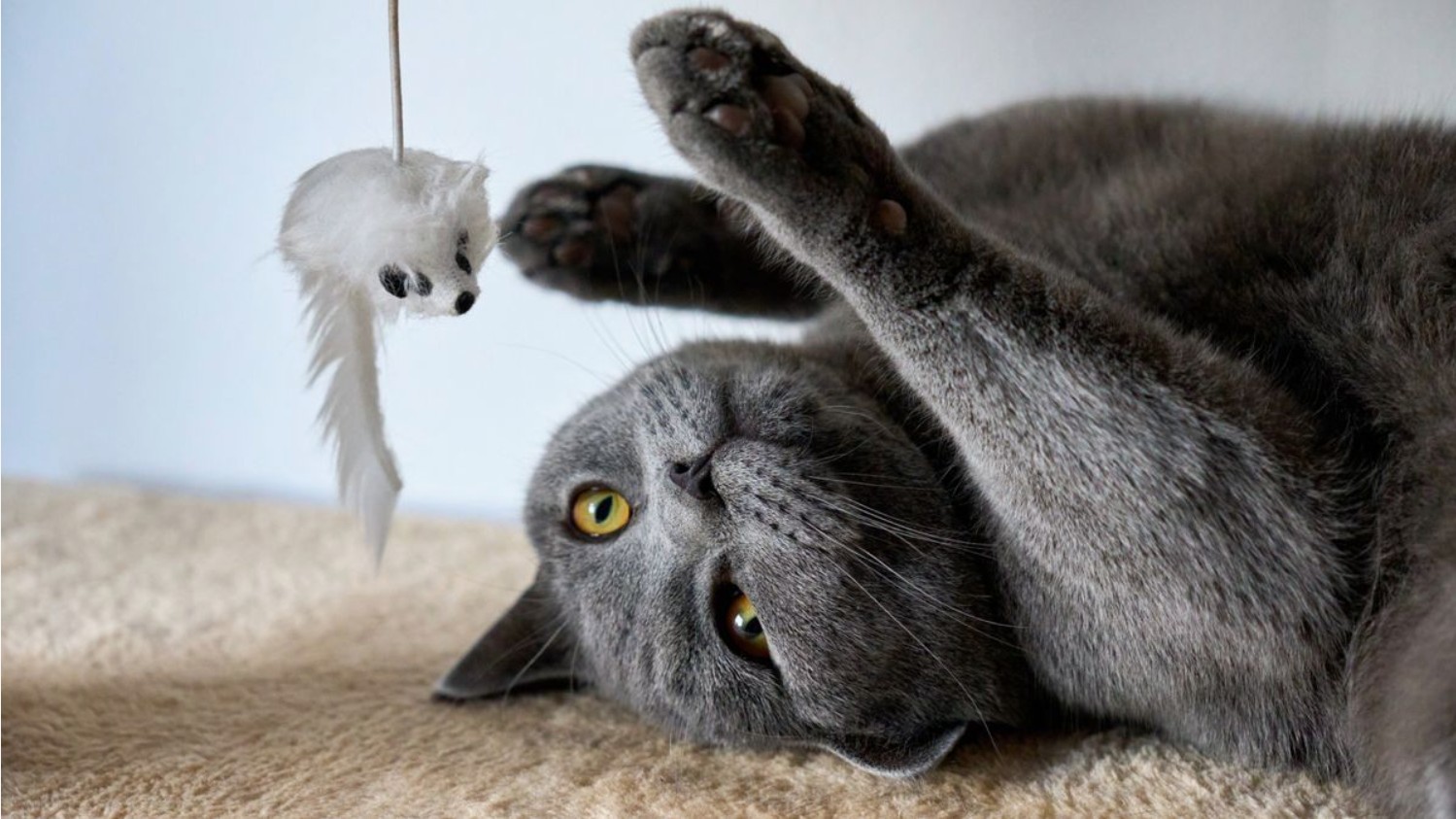 Grey cat playing with a toy mouse to reduce stress and support calming behavior.